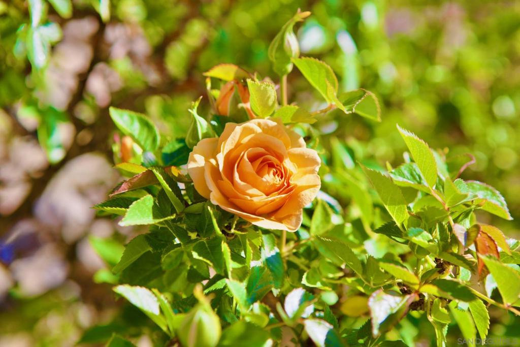 https://media.crmls.org/mediaz/e61b7f91-eeb0-47a5-9359-c0dbea131fe0.jpg?preset=X-Large