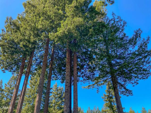 15137 Mitchell Creek Drive, Fort Bragg CA: https://media.crmls.org/mediaz/e6327f0f-3016-4285-8600-9af84220f706.jpg