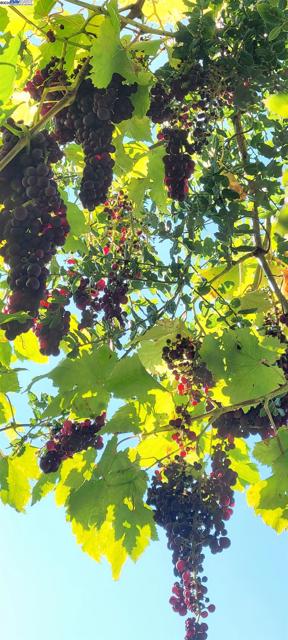 2380 Cabrillo Dr, Hayward CA: https://media.crmls.org/mediaz/e6cf37be-3bd9-4e23-b3d4-9e7a89132eb0.jpg