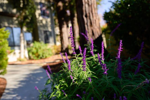 111 Bean Creek Road, Scotts Valley CA: https://media.crmls.org/mediaz/e6d16e0a-77bd-4bf4-a9d9-22c7e5fecdba.jpg