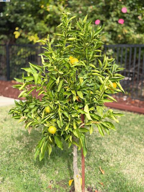 1611 Marina, Brentwood CA: https://media.crmls.org/mediaz/e7811b52-f6e4-4772-82de-a112530702c4.jpg