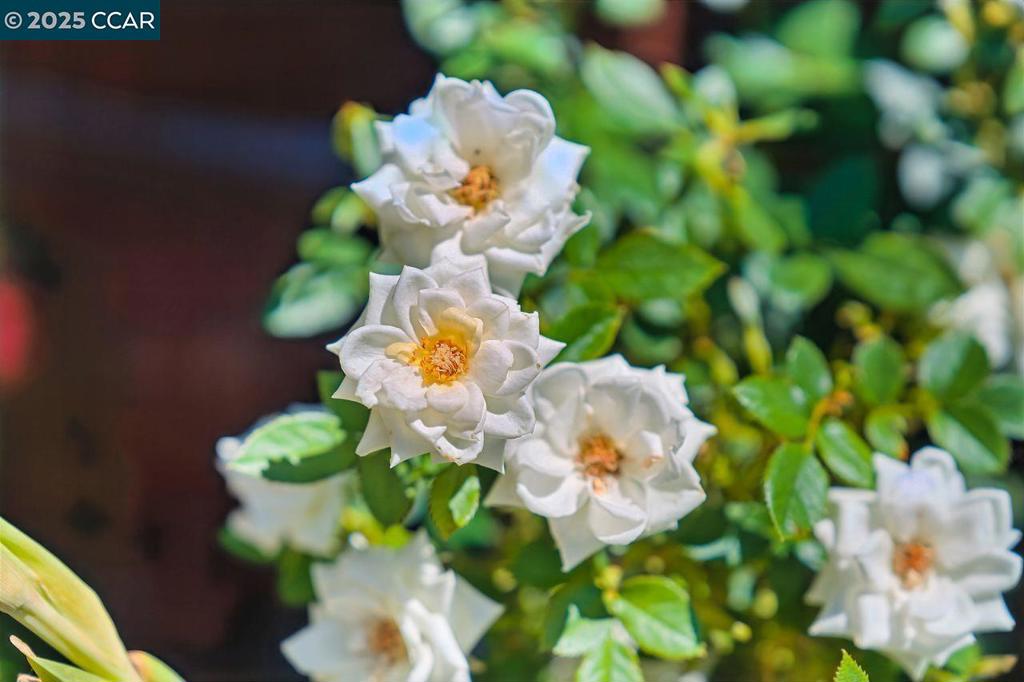 https://media.crmls.org/mediaz/e7bc31dd-4354-4a7f-a8da-d85523d5c20d.jpg?preset=X-Large