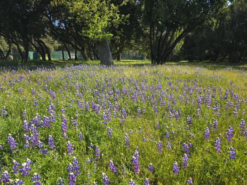 MLS #ML82001285 image #23