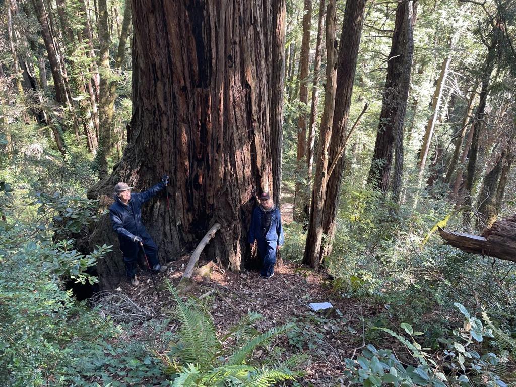 MLS #ML81979482 image #17