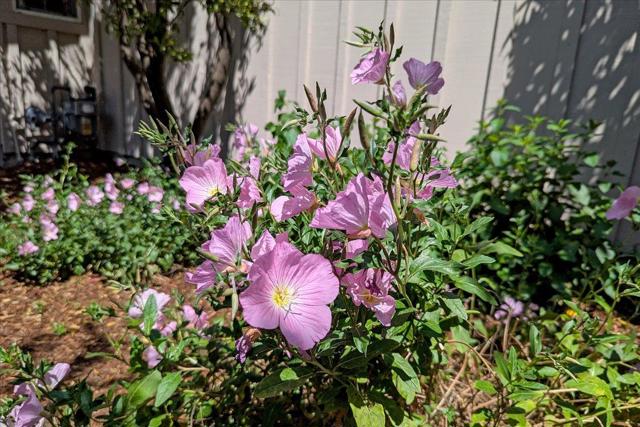 744 Los Altos Avenue, Los Altos CA: https://media.crmls.org/mediaz/e8298d55-52ea-4a44-9e41-30011cdca446.jpg