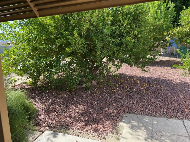 11.5 lemon tree
