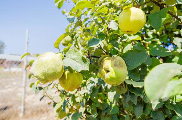 17945 Pesante Road, Salinas CA: https://media.crmls.org/mediaz/e89183e8-aeae-43f6-98bc-31f7a5fc2dea.jpg