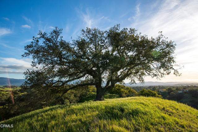 Detail Gallery Image 3 of 54 For 3570 Woodstock Rd, Santa Ynez,  CA 93460 - 6 Beds | 5/1 Baths