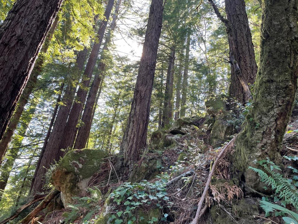 MLS #ML81979482 image #9