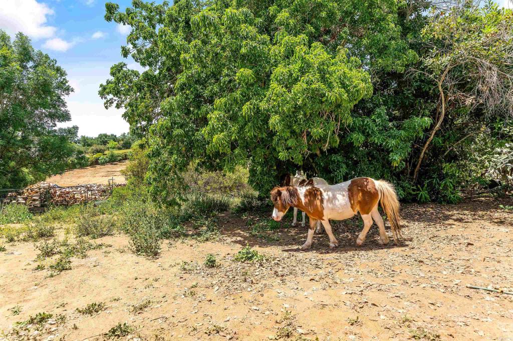 E97Ff25F 5Bd7 475D Bb91 0316Abcdfcf6 2163 Gracey Lane, Fallbrook, Ca 92028 &Lt;Span Style='BackgroundColor:transparent;Padding:0Px;'&Gt; &Lt;Small&Gt; &Lt;I&Gt; &Lt;/I&Gt; &Lt;/Small&Gt;&Lt;/Span&Gt;