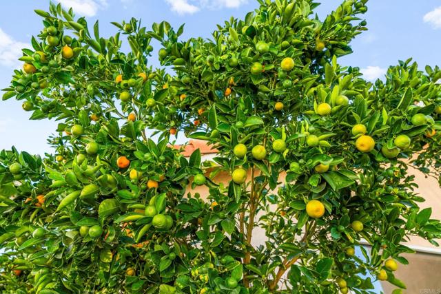 Detail Gallery Image 66 of 73 For 23925 Constantine Dr, Murrieta,  CA 92562 - 4 Beds | 3 Baths