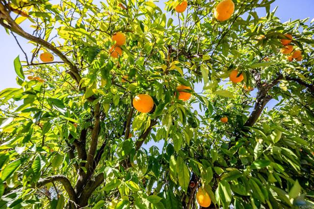 145 Yucca Road, Fallbrook CA: https://media.crmls.org/mediaz/e9e04593-558b-470a-a498-4fffae2f0257.jpg