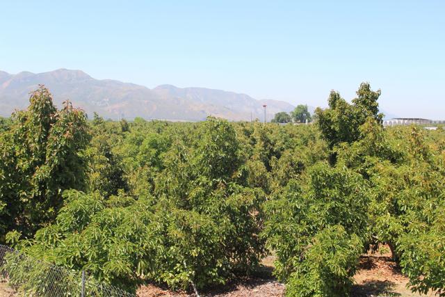 Detail Gallery Image 21 of 33 For 0 Camulos St, Piru,  CA 93040 - – Beds | – Baths