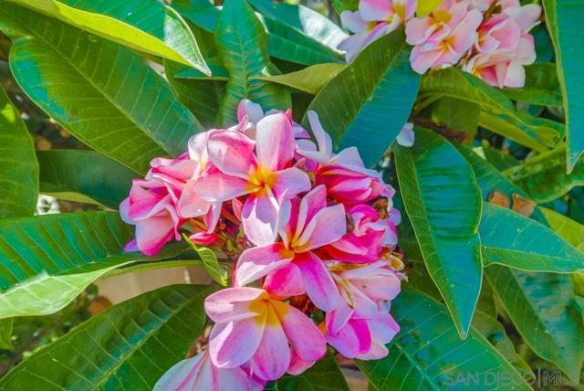 2854 Albatross Street, San Diego CA: https://media.crmls.org/mediaz/ea7bb54e-f1ff-4260-8f76-68949a8b013f.jpg