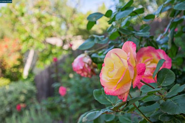 3231 Camino Colorados, Lafayette CA: https://media.crmls.org/mediaz/ea86e5b5-a423-443f-bde0-c112c72d8f79.jpg