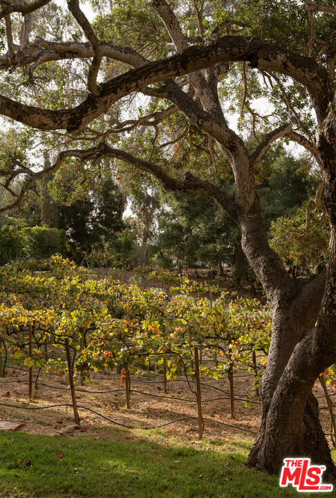 Vineyard