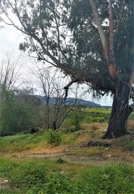 0 Peck And Foothill Road, Santa Paula CA: https://media.crmls.org/mediaz/ea974735-dabf-4107-8453-a4289dfe59ba.jpg