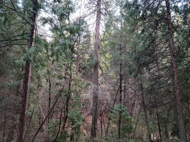 3179 Independence Road, Mokelumne Hill CA: https://media.crmls.org/mediaz/eb592471-c708-402e-9d7c-c5fb4b422cf5.jpg