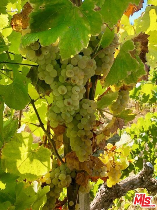 20799 Highway 128, Yorkville CA: https://media.crmls.org/mediaz/eb77e810-9913-45fa-b227-1cc7a392c8bc.jpg