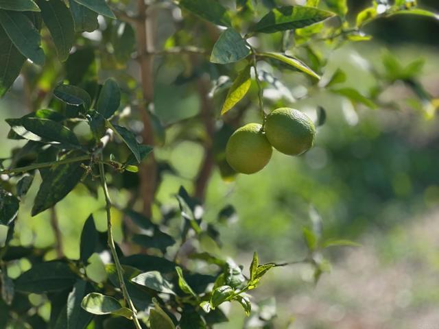 Detail Gallery Image 33 of 38 For 1451 Machado St, Oceanside,  CA 92054 - 3 Beds | 3 Baths