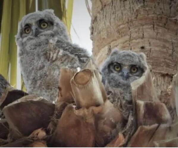 Image 23 of 41 For 74711 Dillon Rd Spc 1013