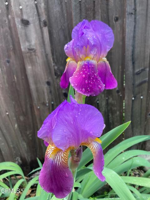 216 N Fulton Street, Ojai CA: https://media.crmls.org/mediaz/ecacc75a-9e11-4305-a1b8-6dd73293bac3.jpg