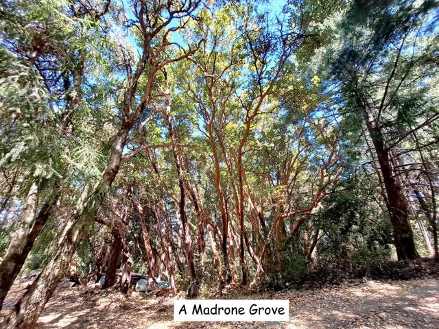12500 Fox Run, Los Gatos CA: https://media.crmls.org/mediaz/ed1e7c86-23ae-4a37-95ff-5c98ff7d793a.jpg