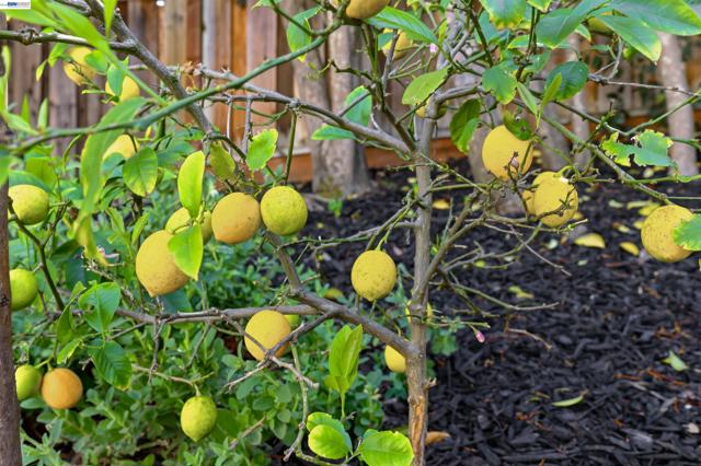 11593 Ladera Ct, Dublin CA: https://media.crmls.org/mediaz/ed3c7837-28dc-48c9-9b60-d9bb88123a45.jpg