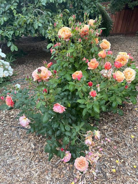 30 Elena Road, La Selva Beach CA: https://media.crmls.org/mediaz/ed663066-af67-4e54-934f-c1a3bfdd8c47.jpg