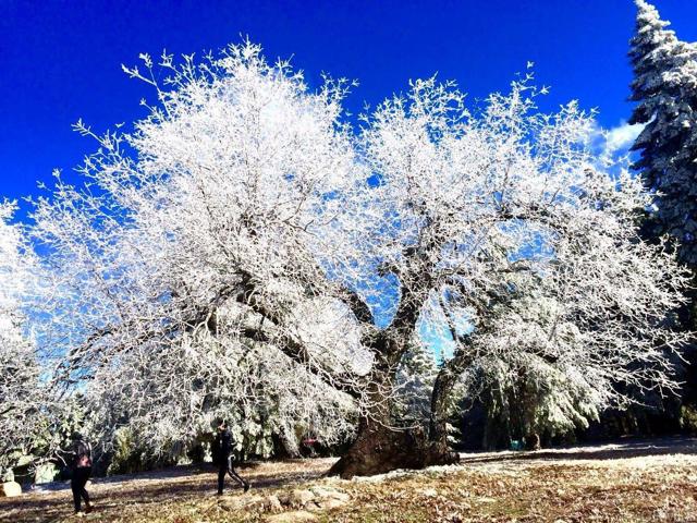 Detail Gallery Image 57 of 75 For 3413 Fern Meadow Rd, Palomar Mountain,  CA 92060 - 3 Beds | 3/1 Baths