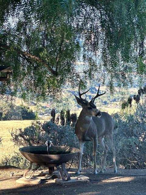 Image 46 of 55 For 17755 Corral Del Cielo Road