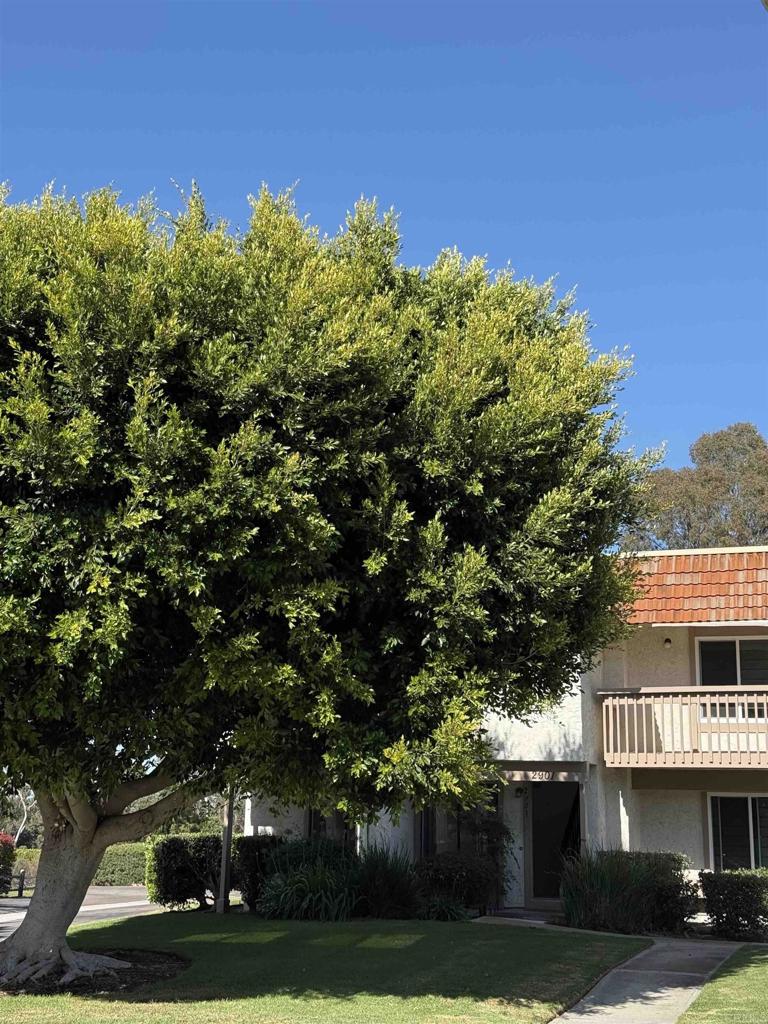 2901 Via Carrio - photo 8