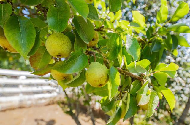 17945 Pesante Road, Salinas CA: https://media.crmls.org/mediaz/ee376ce1-3eb3-422c-a207-a11ce7ac8c3d.jpg