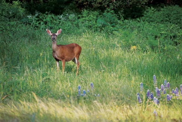 25825 Via Malpaso (Lot 68), Carmel CA: https://media.crmls.org/mediaz/ee599c20-e376-4808-a4c8-4789c0901735.jpg