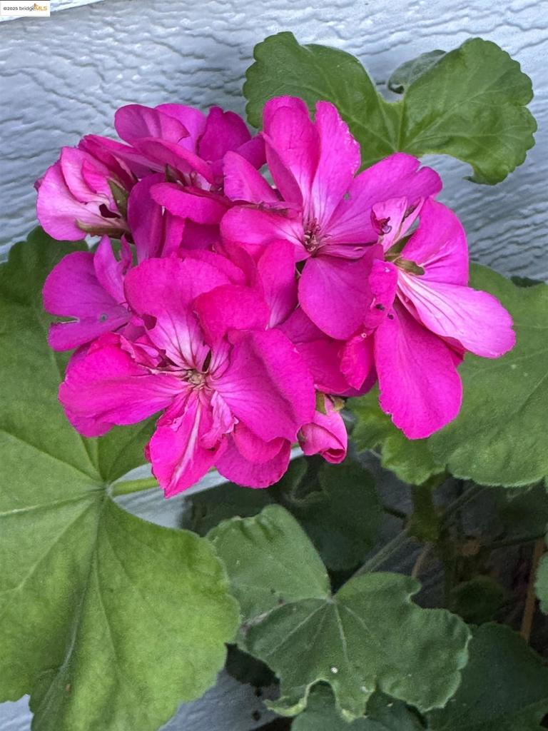 MLS #41116205 image #8