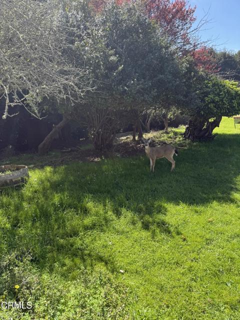 596 S Sanderson Way, Fort Bragg CA: https://media.crmls.org/mediaz/ef2d387d-7337-49bf-8d50-8512ca3e6498.jpg