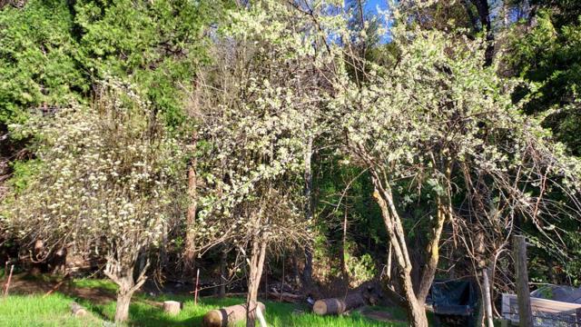 8063 Anderson Valley Road, Coulterville CA: https://media.crmls.org/mediaz/ef645b31-5a02-4f22-a0c9-a30c18c95b84.jpg