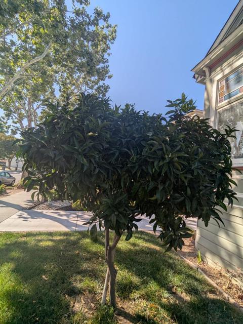 160 N 11th Street, San Jose CA: https://media.crmls.org/mediaz/efa739f9-76d1-4e27-97df-180eb73ec6b4.jpg