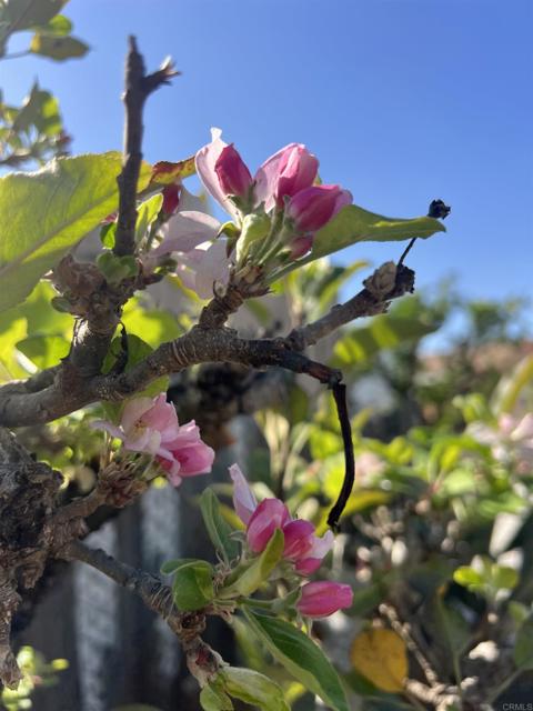 Detail Gallery Image 49 of 53 For 200 N El Camino Real #150,  Oceanside,  CA 92058 - 3 Beds | 2 Baths