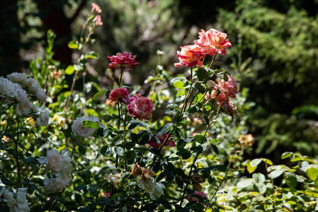23480 Ravensbury Avenue, Los Altos Hills CA: https://media.crmls.org/mediaz/f025e949-cccd-4249-8ed7-e01d6baf38b2.jpg