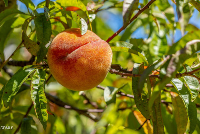 Fruits of the Orchard