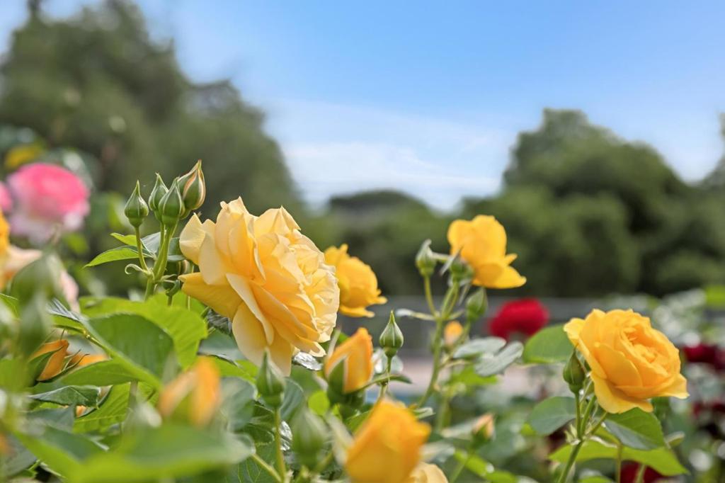 https://media.crmls.org/mediaz/f051e57b-3d4c-4728-baac-63f6b00c46b9.jpg?preset=X-Large