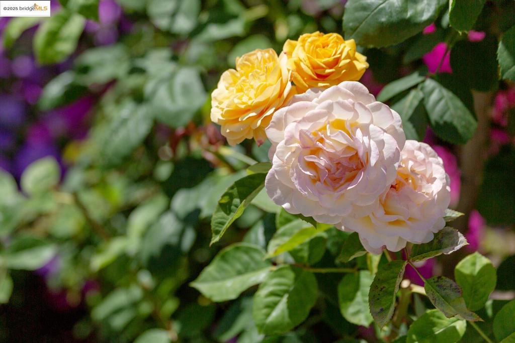 https://media.crmls.org/mediaz/f0c67890-ba65-414a-8b15-6313008134d7.jpg?preset=X-Large