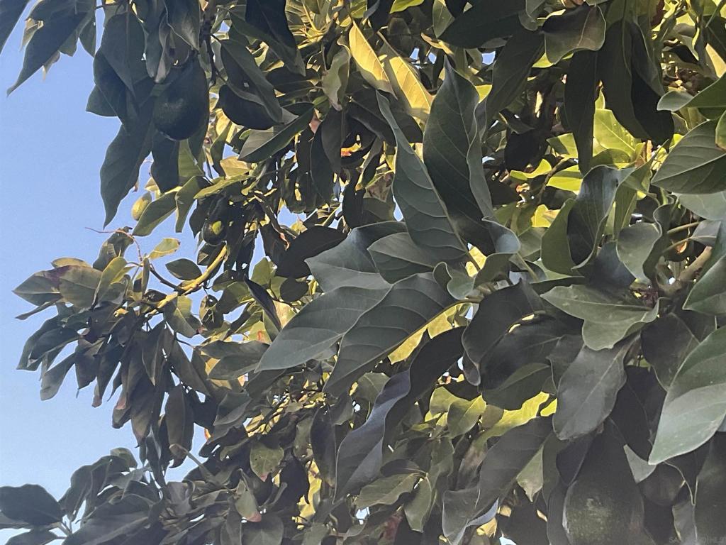 https://media.crmls.org/mediaz/f1afbf4e-4fad-4031-b8d7-0cb4a521815f.jpg?preset=X-Large