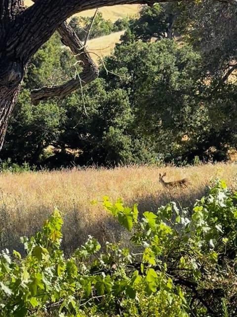 7133 Via Solana, San Jose CA: https://media.crmls.org/mediaz/f228ebc0-e1fc-4110-abba-440247248b61.jpg