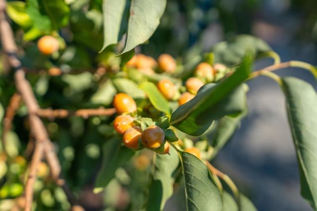 15840 Old County Highway, Boulder Creek CA: https://media.crmls.org/mediaz/f25019b7-8338-4410-91bd-dfedafb3a3b3.jpg