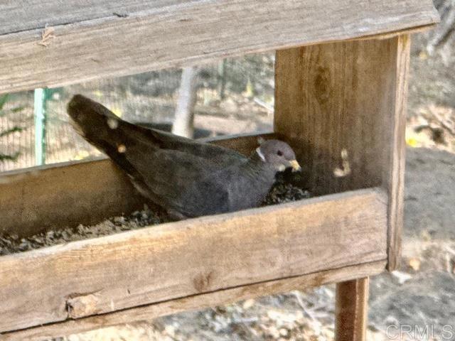 Detail Gallery Image 43 of 45 For 32811 Birch Hill Rd, Palomar Mountain,  CA 92060 - 2 Beds | 1 Baths