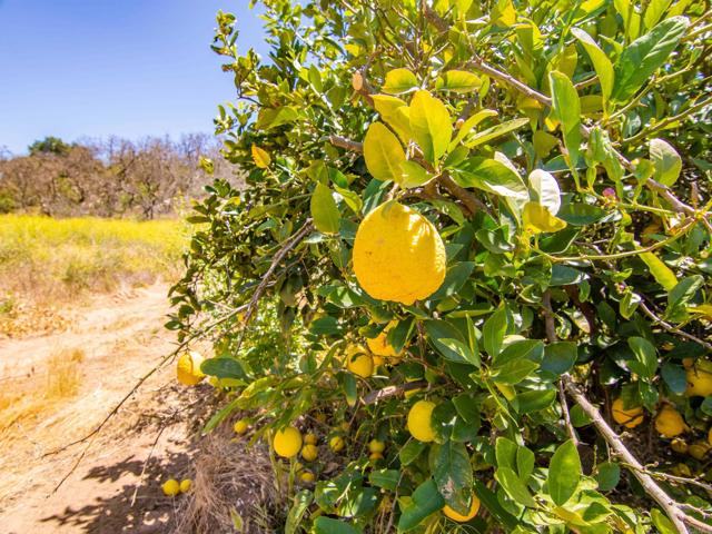 Detail Gallery Image 36 of 38 For 0 Creelman Ln, Ramona,  CA 92065 - 4 Beds | 2 Baths