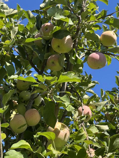 2845 Briarwood Dr, Livermore CA: https://media.crmls.org/mediaz/f28f7d2a-1b21-4899-b0a4-f0228be40e22.jpg