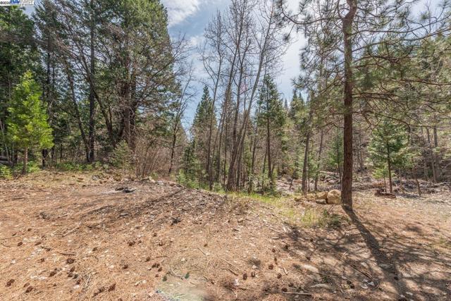 121 Mountain Aire Ln, Trinity Center CA: https://media.crmls.org/mediaz/f2949816-ffa4-4a19-8a78-1bc2fdb45956.jpg